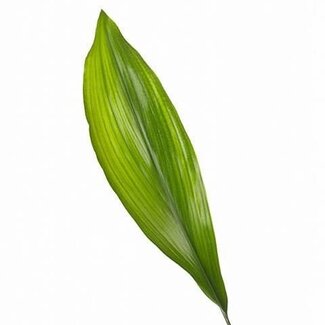 Freshy Aspidistra panachée Kwartjesplant | Couleur: Vert | Longueur ± 60 centimeter | Par 5 bottes