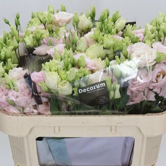 Freshy Eustoma Gevuld Chac Soft Pink