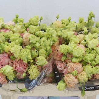 Freshy Eustoma Gevuld Alissa Peach