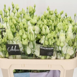 Freshy Eustoma Gevuld Alissa White