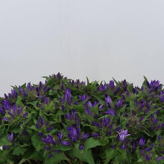 Freshy Campanula Gl Anoeska