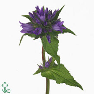 Freshy Campanula Gl Anoeska
