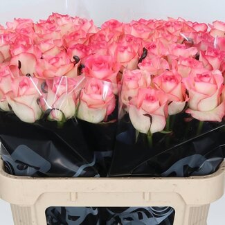 Freshy Rosa Jumilia