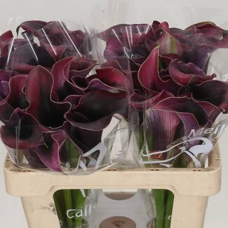 Freshy Zantedeschia Rudolph
