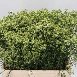 Freshy Limonium Sin Sensy Geel