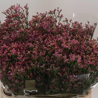 Freshy Limonium Sinuata “Scarlett Diamond” | Kleur: Roze | Lengte ± 80 centimeter | Per 25 stelen verse bloemen