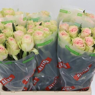 Freshy Rosa Frutetto