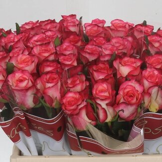 Freshy Rosa Spark Condor