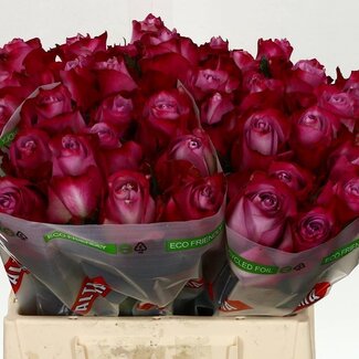 Freshy Rosa Deep Purple
