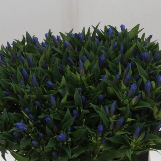Freshy Gentiana Enzian “Kagayaki” | Farbe: Blau | Länge ± 50 centimeter | Pro 10 Stiele frische Blumen