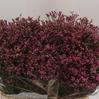 Freshy Limonium Sin Tiffany Diam