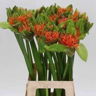 Freshy Scadoxus Multiflorus “Flame” | Kleur: Oranje | Lengte ± 70 centimeter | Per 5 verse bloemen