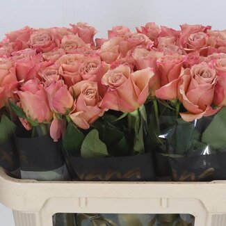 Freshy Roses “Moccachino” | Couleur: Marron | Longueur ± 70 centimètre | Par 20 roses