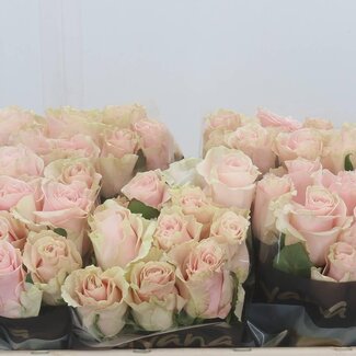 Freshy Rosa Pink Mondial