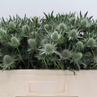 Freshy Eryngium Gemini Questar