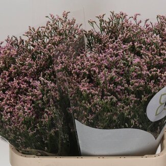 Freshy Limonium Sin Blush Diamond
