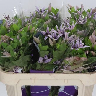 Freshy Clematis Amazing Miami