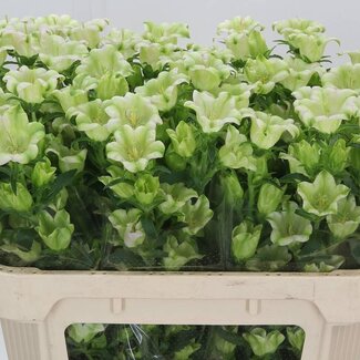 Freshy Campanula M Evergr S Pink
