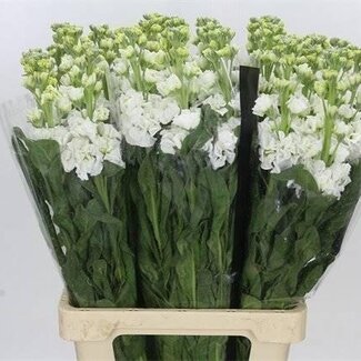 Freshy Violier Iron “White” | Kleur: Wit | Lengte ± 70 centimeter | Per 10 stelen verse bloemen