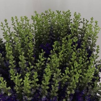 Freshy Consolida R Q Dark Blue