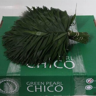 Freshy Chico Klein Chamaedorea (p. bos)