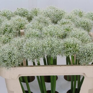 Freshy Allium White Giant