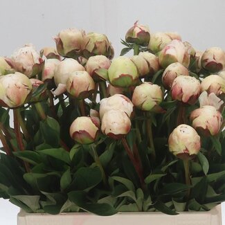 Freshy Paeonia L Odile