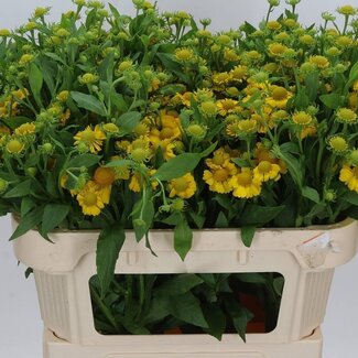 Freshy Helenium Kanaria