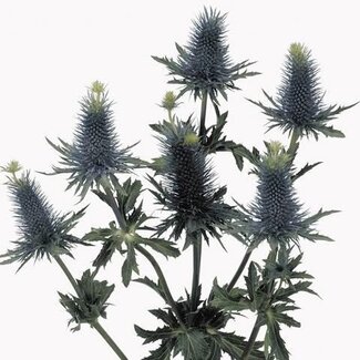 Freshy Eryngium Supernova Qstar