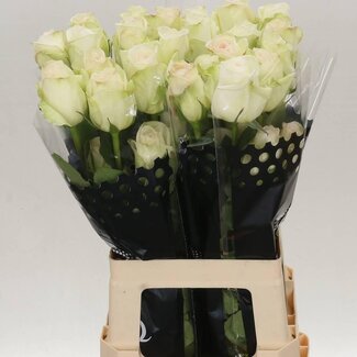 Freshy R Eq White Ohara