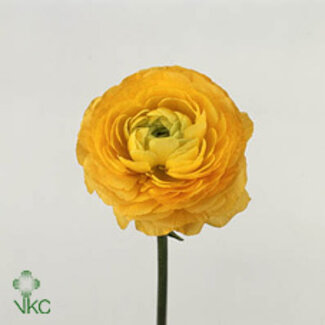 Freshy Ranunculus Elegance Geel Bio