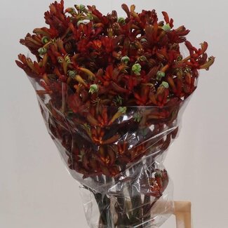 Freshy Anigozanthos Early Lente