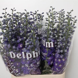 Freshy Delphinium Du Dew Dark Blue Smile