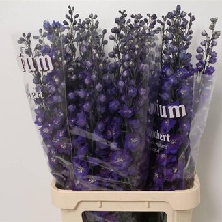 Freshy Delphinium El Dewi Blue Star