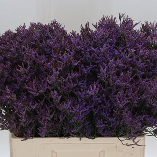 Freshy Limonium Piuma Dark Blue
