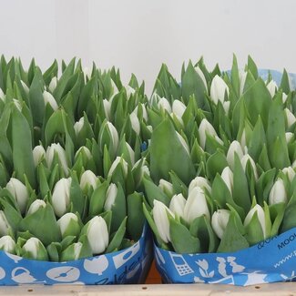 Freshy Tulp enkel Update