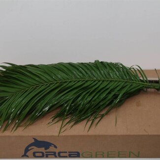 Freshy Phoenix Roebelenii Feuille de palmier L8 | Couleur: Vert | Longueur ± 80 centimeter | Par 5 bottes