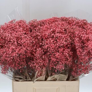 Freshy Gyp Kleurbehandeld Million Roze
