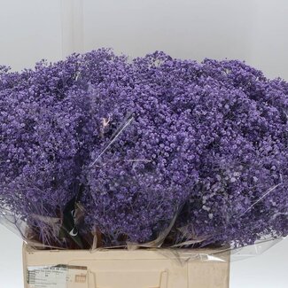 Freshy Gyp Kleurbehandeld Million Milka