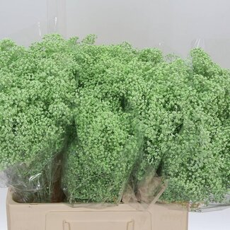 Freshy Gyp Kleurbehandeld Million Mint