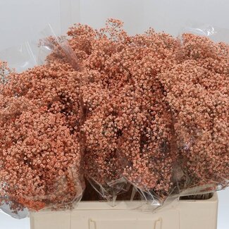 Freshy Gyp Kleurbehandeld Million Zalm
