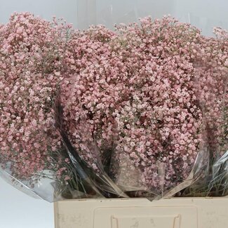 Freshy Gyp Kleurbehandeld Million Licht Roze