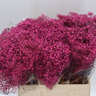 Freshy Gyp Kleurbehandeld Million Cerise