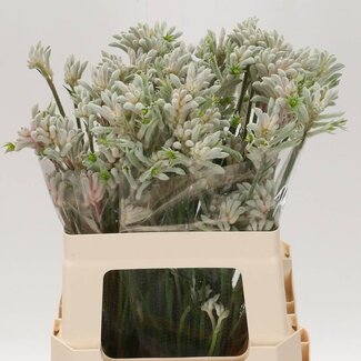 Freshy Anigozanthos Bush Diamond