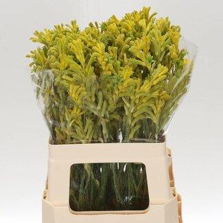 Freshy Anigozanthos F Bush Gold