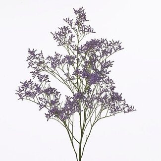 Freshy Limonium Saf Classic Blue