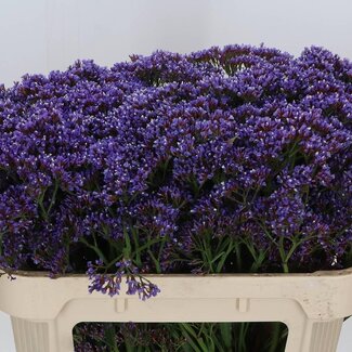 Freshy Limonium Pe Enchante