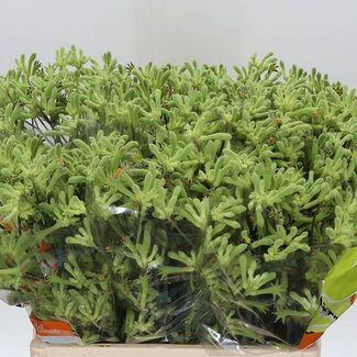 Freshy Anigozanthos Overig Groen
