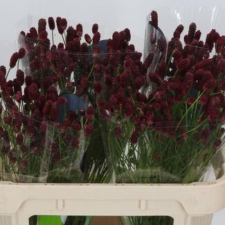 Freshy Sanguisorba Of Red Dream