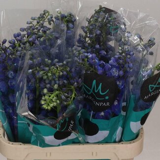 Freshy Delphinium El Guard Blue